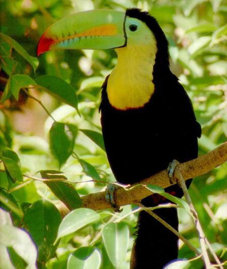 toucan